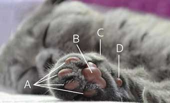 猫の肉球-数-色-肉球の間の毛-切り方-肉球の皮がむける-ひび割れる-前足画像2