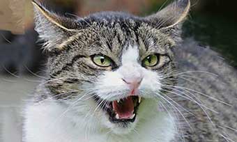 猫-噛む-理由-しつけ-突然-本気-噛んでくる-足-蹴る-意味-怒る猫画像2
