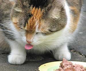 猫-ご飯-少し-残す-原因-フード-出しっぱなし-舌舐め-画像