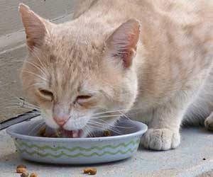 猫-ご飯-少し-残す-原因-フード-出しっぱなし-食べる-画像
