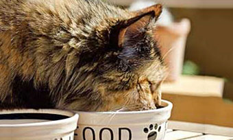 猫-ご飯-少し-残す-原因-フード-出しっぱなし-食事中-画像2