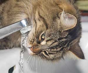 猫-蛇口から水を飲む-理由-舐める-対策-お風呂-画像