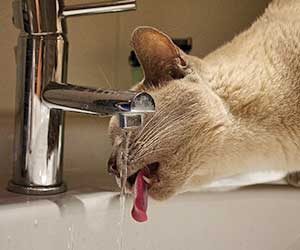 猫-蛇口から水を飲む-理由-舐める-対策-画像