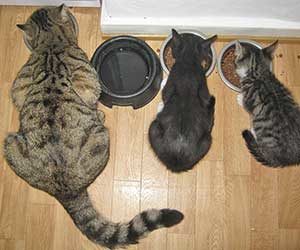 猫まんま-猫に与える-ダメ-食べ物-子猫-画像