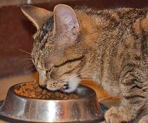 猫まんま-猫に与える-ダメ-食べ物-画像