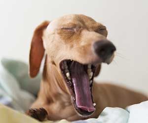 犬-ブルブル震える-あくびをする-後ろ足でかく-ストレス-画像