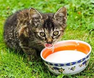 猫まんま-猫に与える-ダメ-食べ物-牛乳-画像
