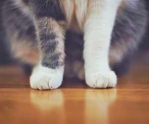 猫-前足-たたむ-フミフミ-前足でチョンチョン-画像