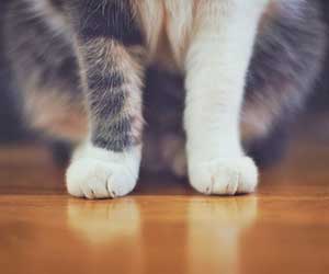 猫が前足をたたむ フミフミする 前足でチョンチョンするなど 前足に関する不思議な行動を紹介 リトルテール