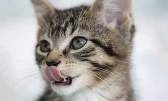 猫-魚好き-なぜ-甘いものが好き-舌-画像