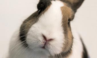 ウサギ-鼻でつつく-理由-鼻で押す-気持ち-画像1