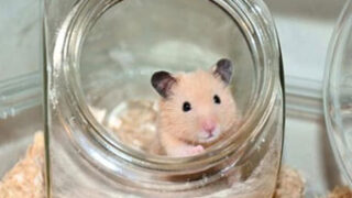 ハムスターが砂浴びとトイレを区別できない 砂場でおしっこする リトルテール