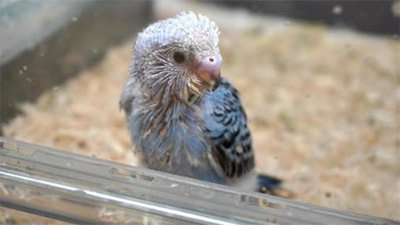 鳥かご,下に敷くもの,インコ,床材,食べる,画像2