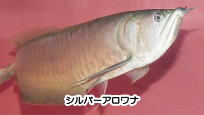 ピラルク,アロワナ,違い,どっち,古代魚,画像2