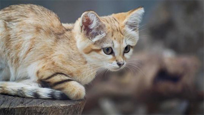 スナネコ,マヌルネコ,動物園,特徴,違い,画像1