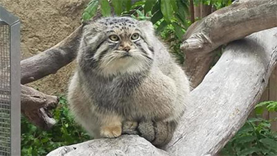 スナネコ,マヌルネコ,動物園,特徴,違い,画像2