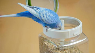インコ,生米,お米,米粒,ナッツ類,画像