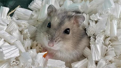 ハムスター,夜うるさい,騒音対策