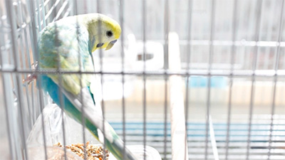 インコ,文鳥,通院,鳥用キャリー,選び方,画像