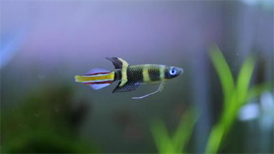 クラウンキリー,飼育,難しい,水流,画像