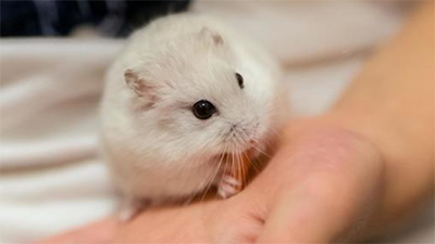 ハムスター,手を舐める,理由,舐めた後に噛む,なぜ,画像1