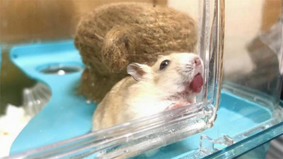 ハムスター,手を舐める,理由,舐めた後に噛む,なぜ,画像2