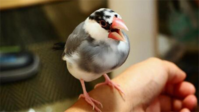 文鳥,嫉妬,深い,スマホ,マウス,触る,怒る,画像