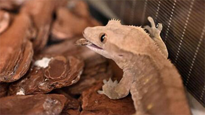 クレステッドゲッコー,フルーツ,おすすめ,種類,注意点,画像