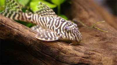 プレコ,代表的な種類,寿命,巨大化,大型種,飼育,タイガープレコ,画像